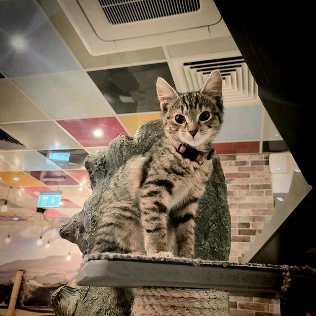 英國人氣貓Cafe~ Kitty Cafe