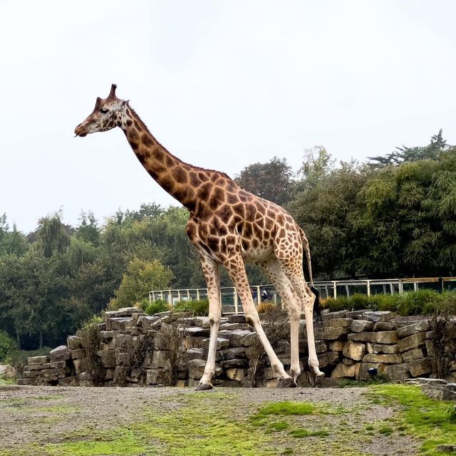 Dublin Zoo is just WoW 🗺️