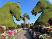 Miracle Garden Dubai 🗺️
