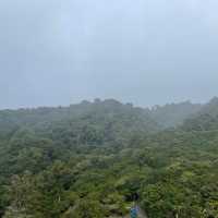 Flying through the rainforest 