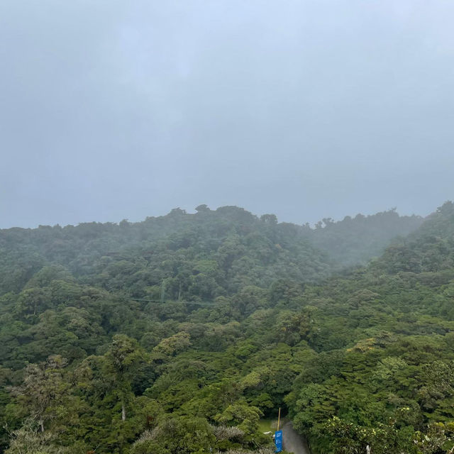 Flying through the rainforest 