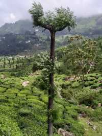 Enchanting Tea Trails