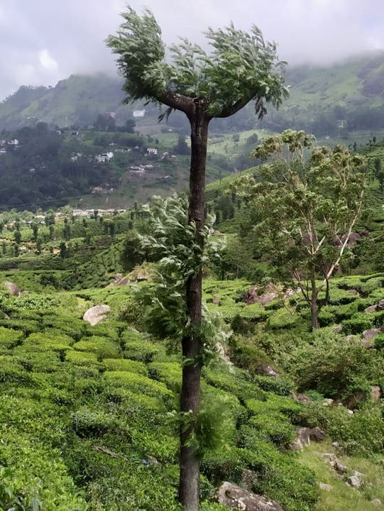 Enchanting Tea Trails