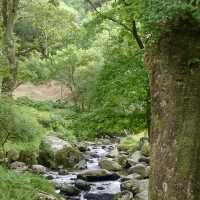 A Walk in the Wild: Dartmoor