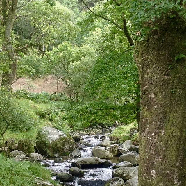 A Walk in the Wild: Dartmoor