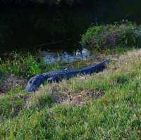 Theme park fun and alligators 