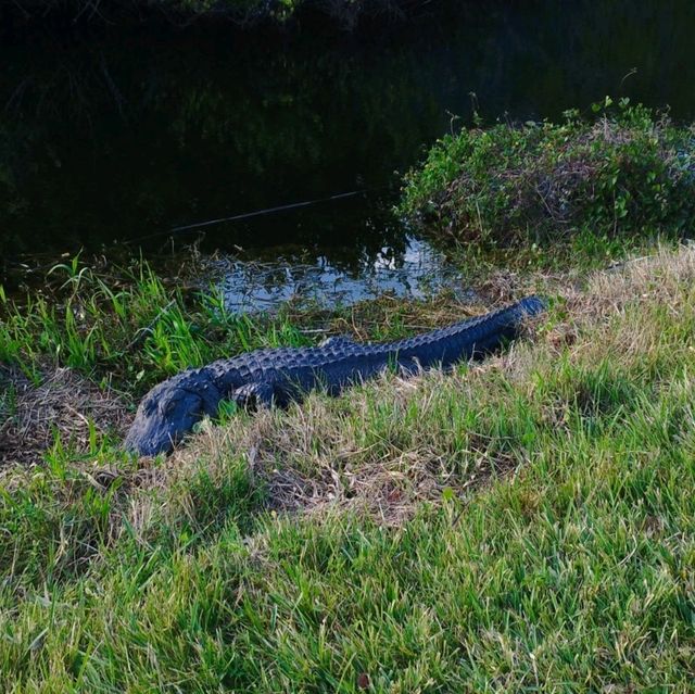 Theme park fun and alligators 