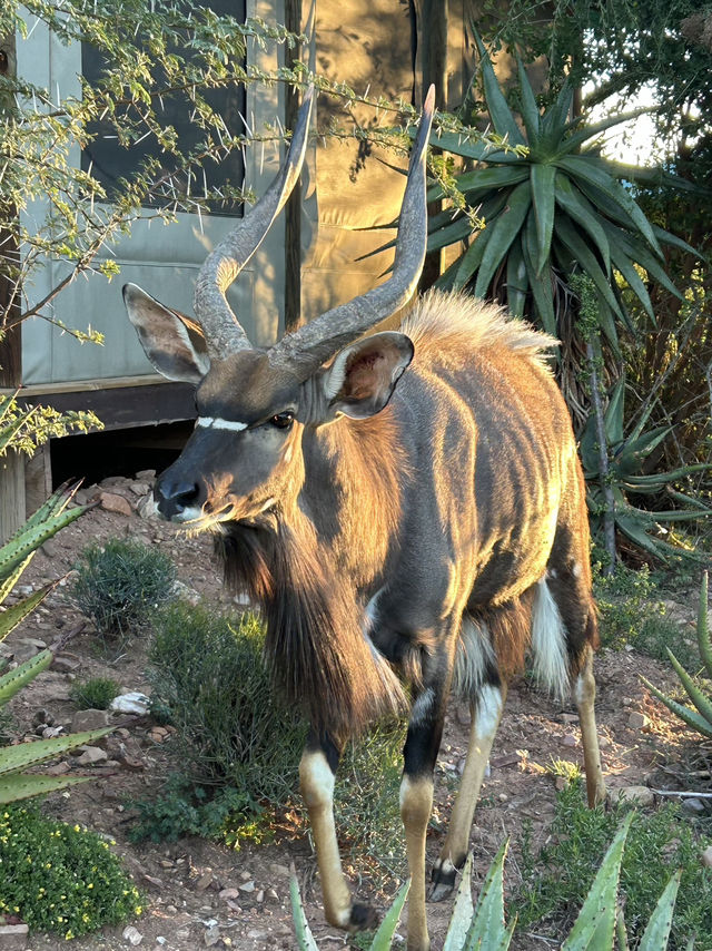 Staying in a tent among antelopes 🥹