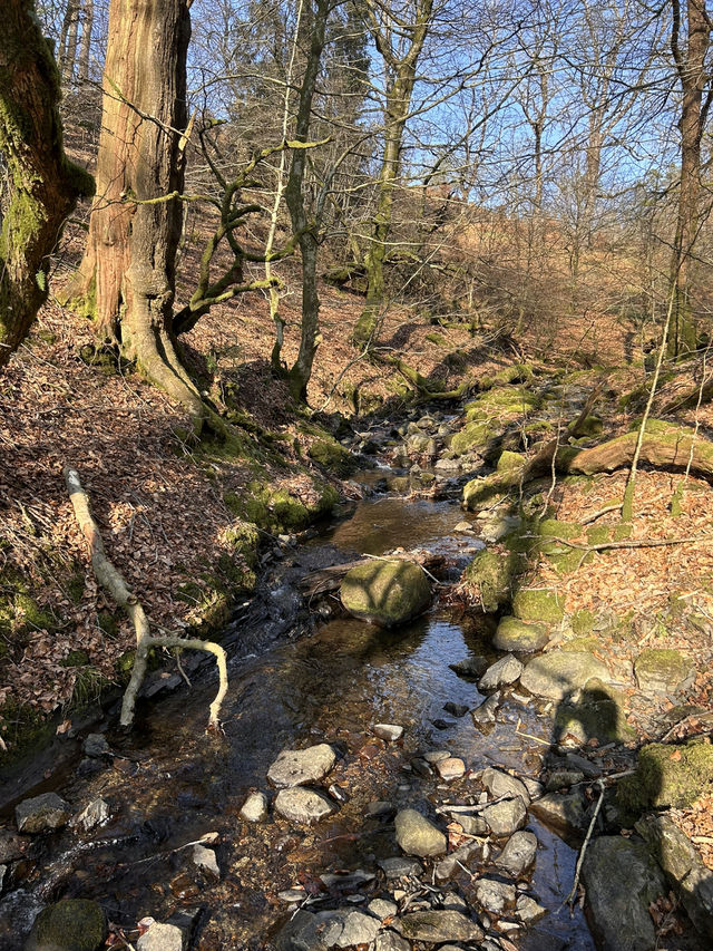 Into the woods
