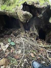 Burleigh wood in Loughborough 