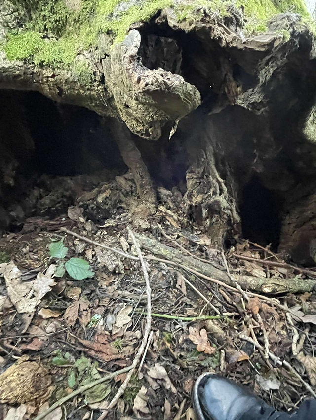 Burleigh wood in Loughborough 