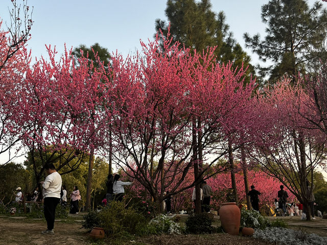 Wuxi en flor: el paraíso de los cerezos