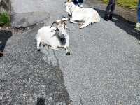 One of the greatest place for tourists in Bergen