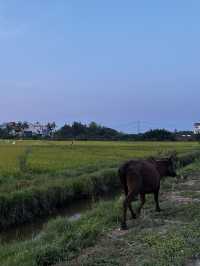 MISS HOI AN CAFE-paradise in the rice fields 
