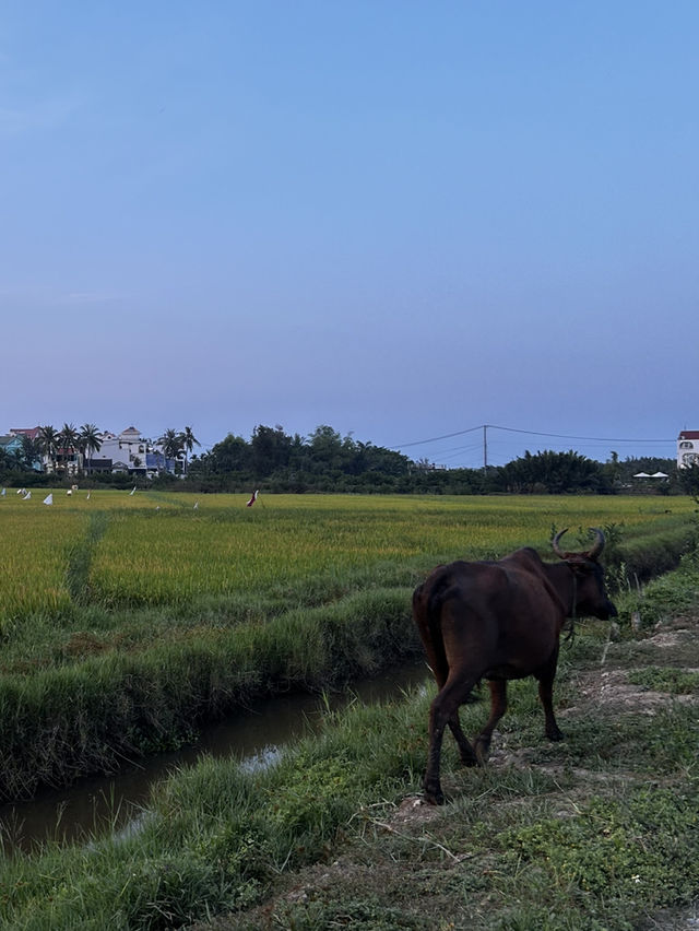 MISS HOI AN CAFE-paradise in the rice fields 