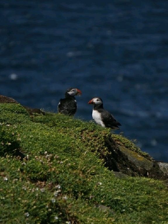 Puffin Watching on the Isle of May – A Seabird Safari to Remember!