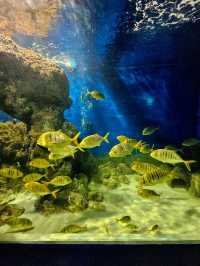 A Fascinating Visit to the Oceanographic Museum in Nha Trang