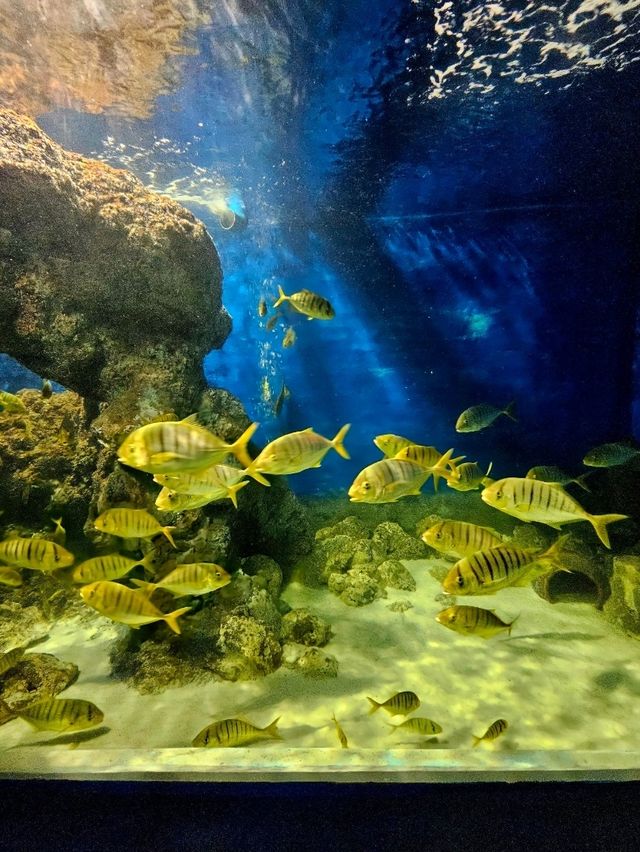 A Fascinating Visit to the Oceanographic Museum in Nha Trang