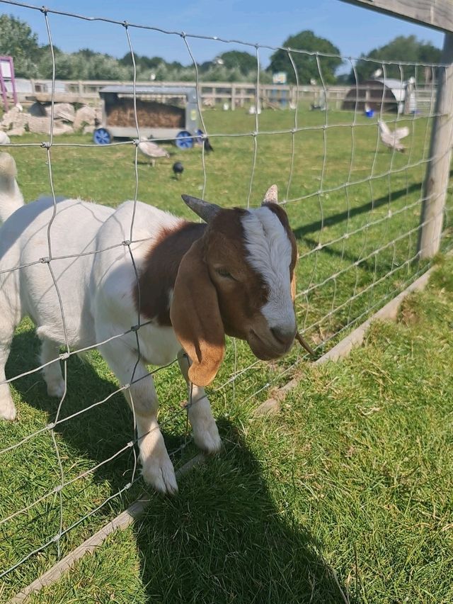 manorafon farm visit 