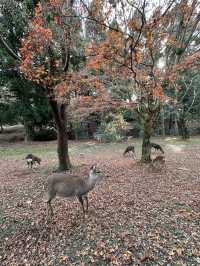 Deer Encounters and Temple Wonders in Nara Park 