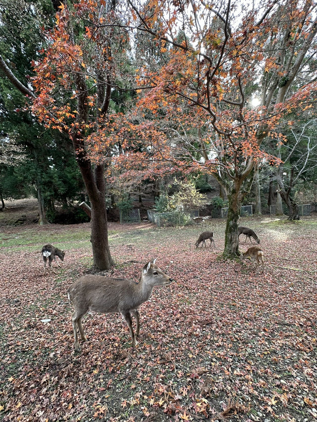 Deer Encounters and Temple Wonders in Nara Park 