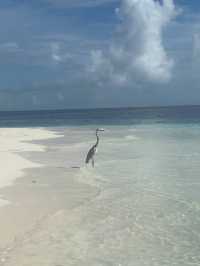Fihalhohi Island Resort — The Maldives with Soul (Not Perfection, But Heart)