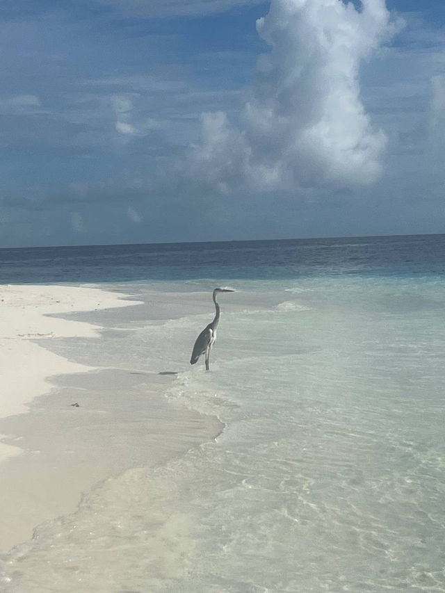 Fihalhohi Island Resort — The Maldives with Soul (Not Perfection, But Heart)