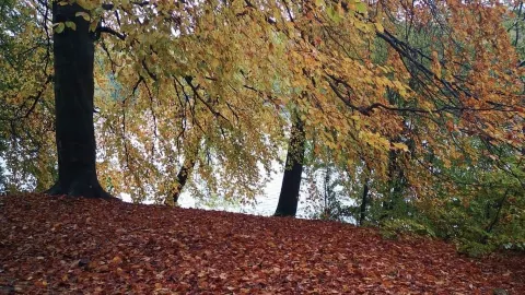 🍂 Roundhay Park is a lovely place to enjoy these fleeting moments  — traveler post in Leeds