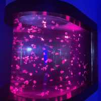 Underwater world Aquarium 