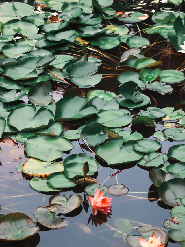 Green Ponds and Lily Pads in Wuxi🍃🌳🛶