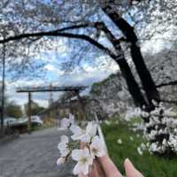 🇯🇵名古屋城：與白櫻🌸來一場歷史漫步