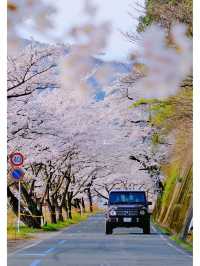This year, my memories 📸 (photo album) of cherry blossoms 🌸 at Lake Biwa.