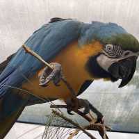 Kuranda Bird World - Cheeky and Colorful
