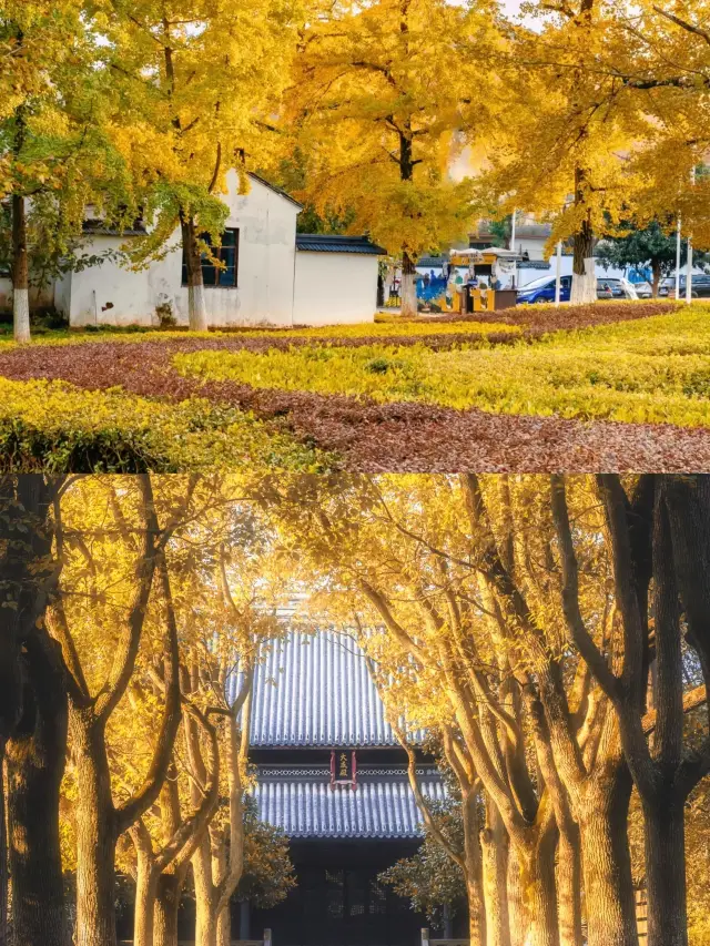 Don't miss the limited-time Ginkgo season, or you'll have to wait another year