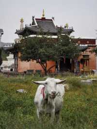 內蒙古旅遊｜草原上的蒙寺-包頭昆都侖召