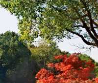 海灣森林公園的秋天