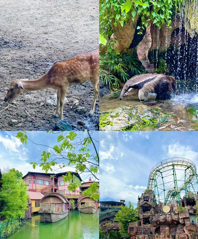 深圳周邊遊|這裡可以遊玩一整天的動物園