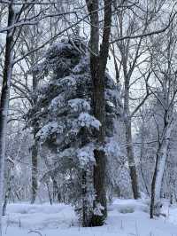 雪鄉、雪谷兩日遊｜雪谷徒步反穿羊草山版
