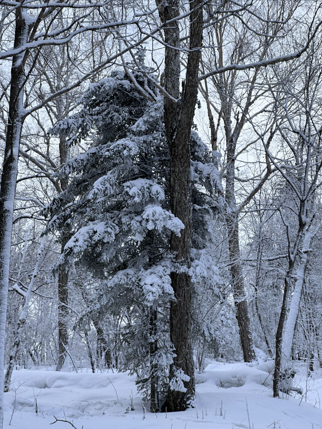 雪鄉、雪谷兩日遊｜雪谷徒步反穿羊草山版