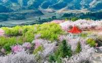 福建大山裡這片千畝櫻花海你確定不來看看？