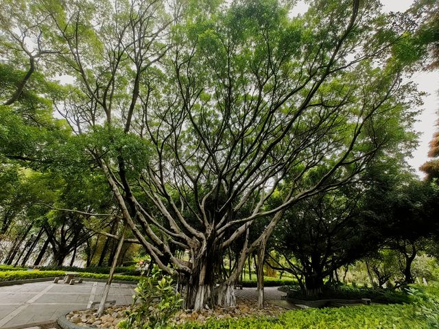 我眼中的校園（三）廈門大學