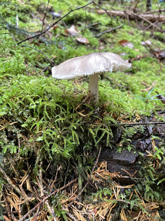 你不懂採蘑菇的快樂！—慕尼黑周邊遊