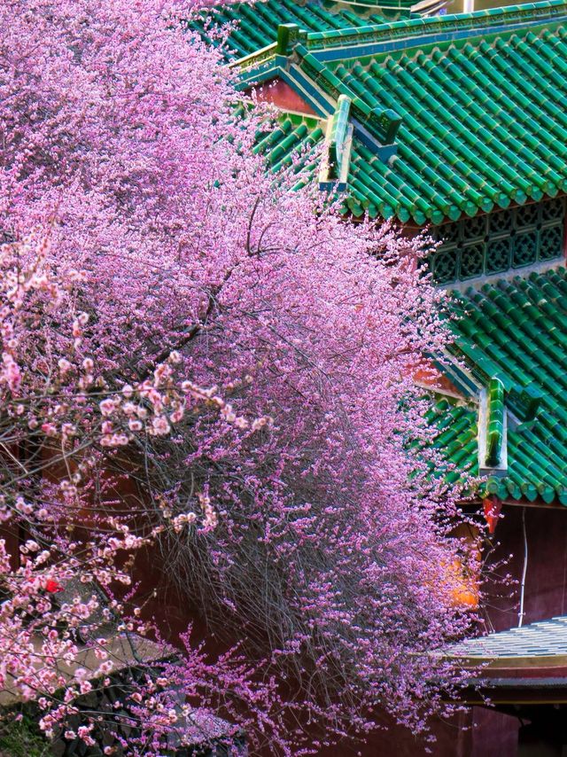 回家了，去看看故鄉梅州的梅花吧，一起去拍照打卡吧！