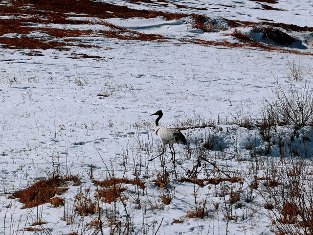 在昭通的大山包看到了雪地尋食的黑頸鶴！