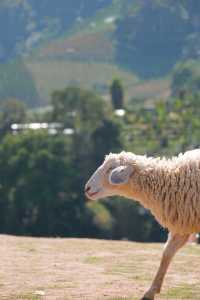 清邁湄林縣超超超好拍綿羊農場