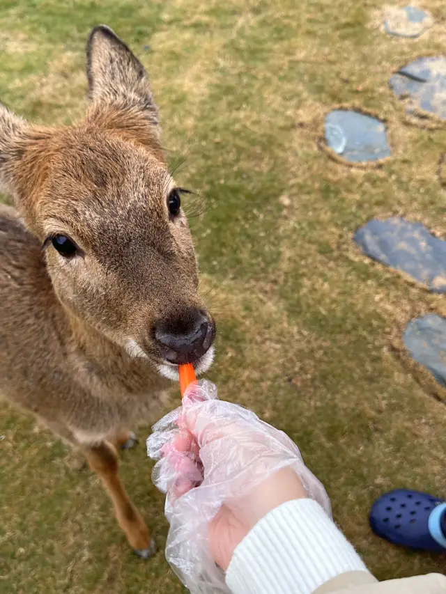 巨好玩的寶藏遊樂園！盈香生態園