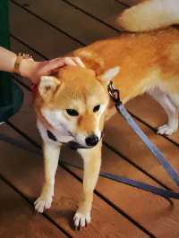空中花園、日落黃昏、美食這裡全部都有😍