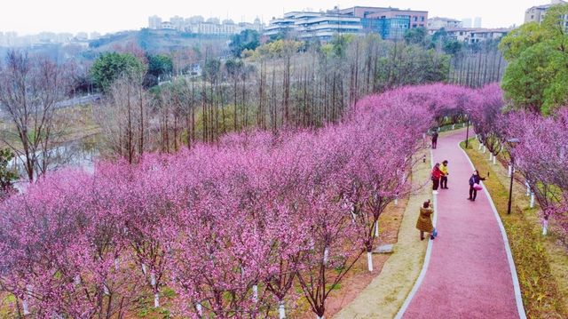 “梅”景如畫--悅來會展公園