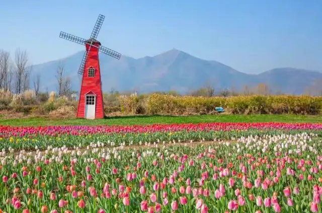 Flower Viewing Season | Treasure of Spring: A Guide to Flower Viewing, Miss It and Wait Another Year