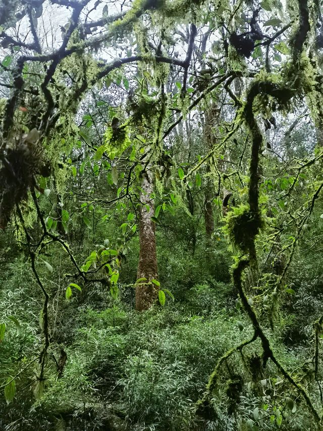 這是屬於加宜苗寨的原始森林